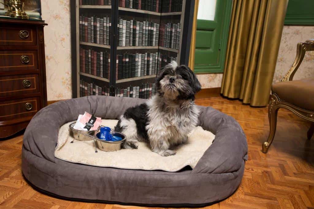 Casual del Teatro Madrid — hotel pet-friendly en Madrid