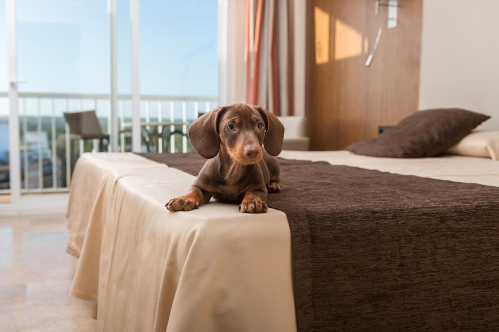 Hotel Torre Azul & Spa — hotel pet-friendly en Palma de Mallorca