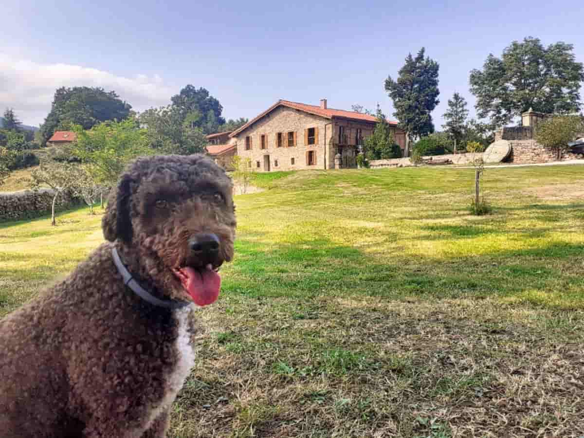 La Posada del Tenor — hotel pet-friendly en Torrelavega