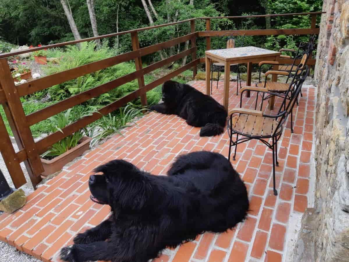 Posada Pet Friendly El Molino de Cantabria — hotel pet-friendly en El Astillero