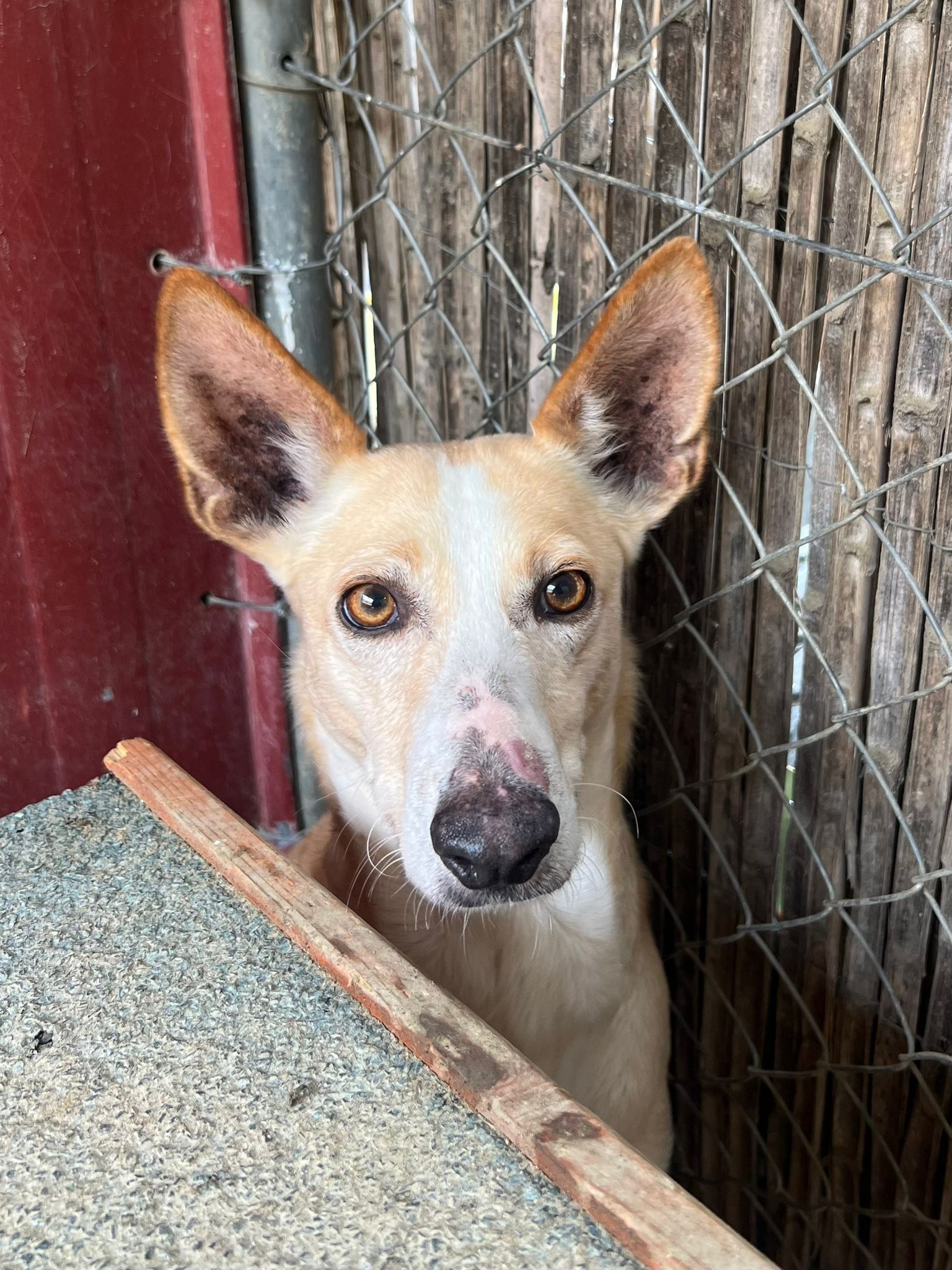 Pandora - Podenco Ibicenco, Podenco Canario