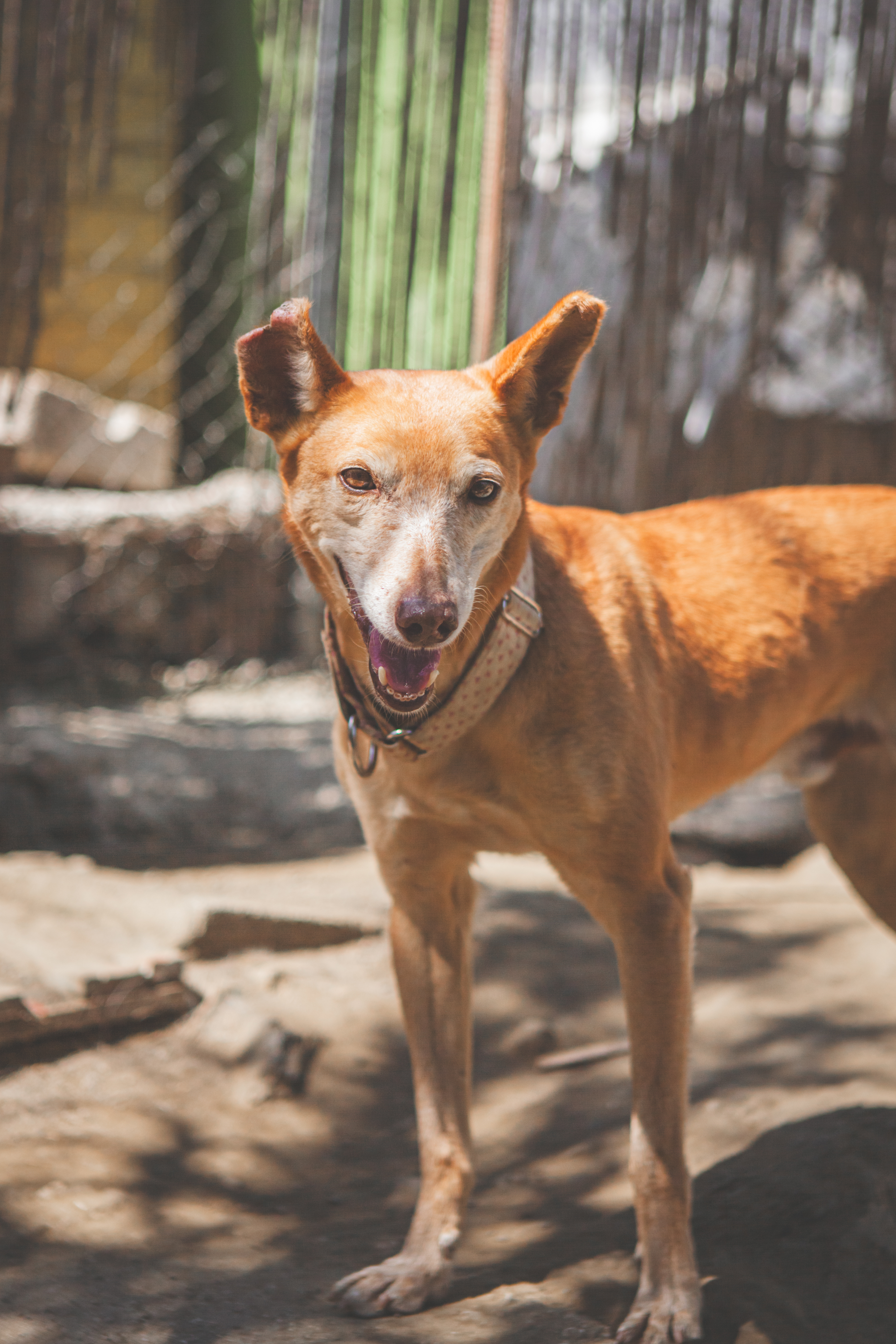 Billy the kid - Podenco Andaluz, Podenco Canario