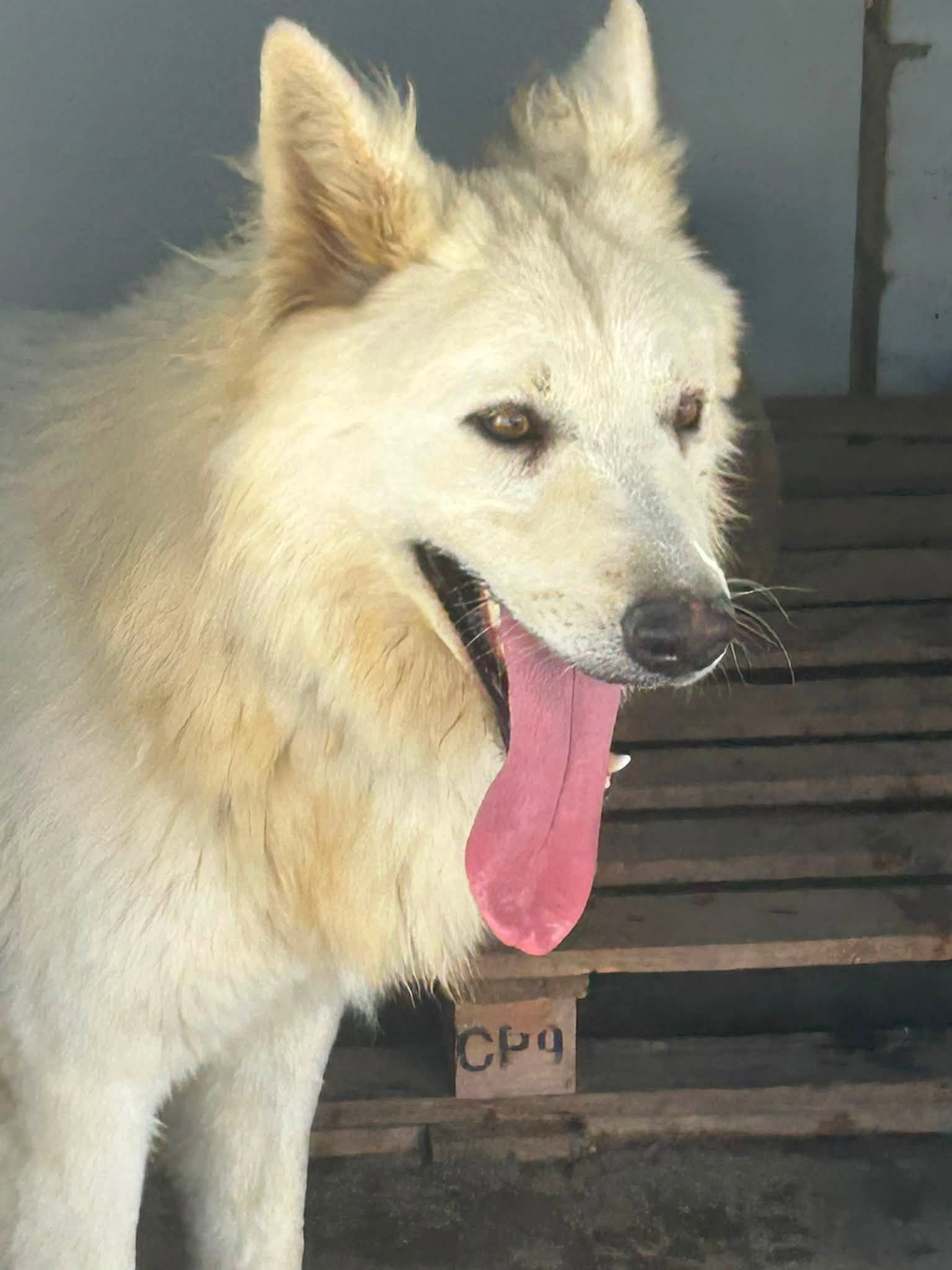 Lebron - Pastor Blanco Suizo, Pastor Alemán, Husky Siberiano
