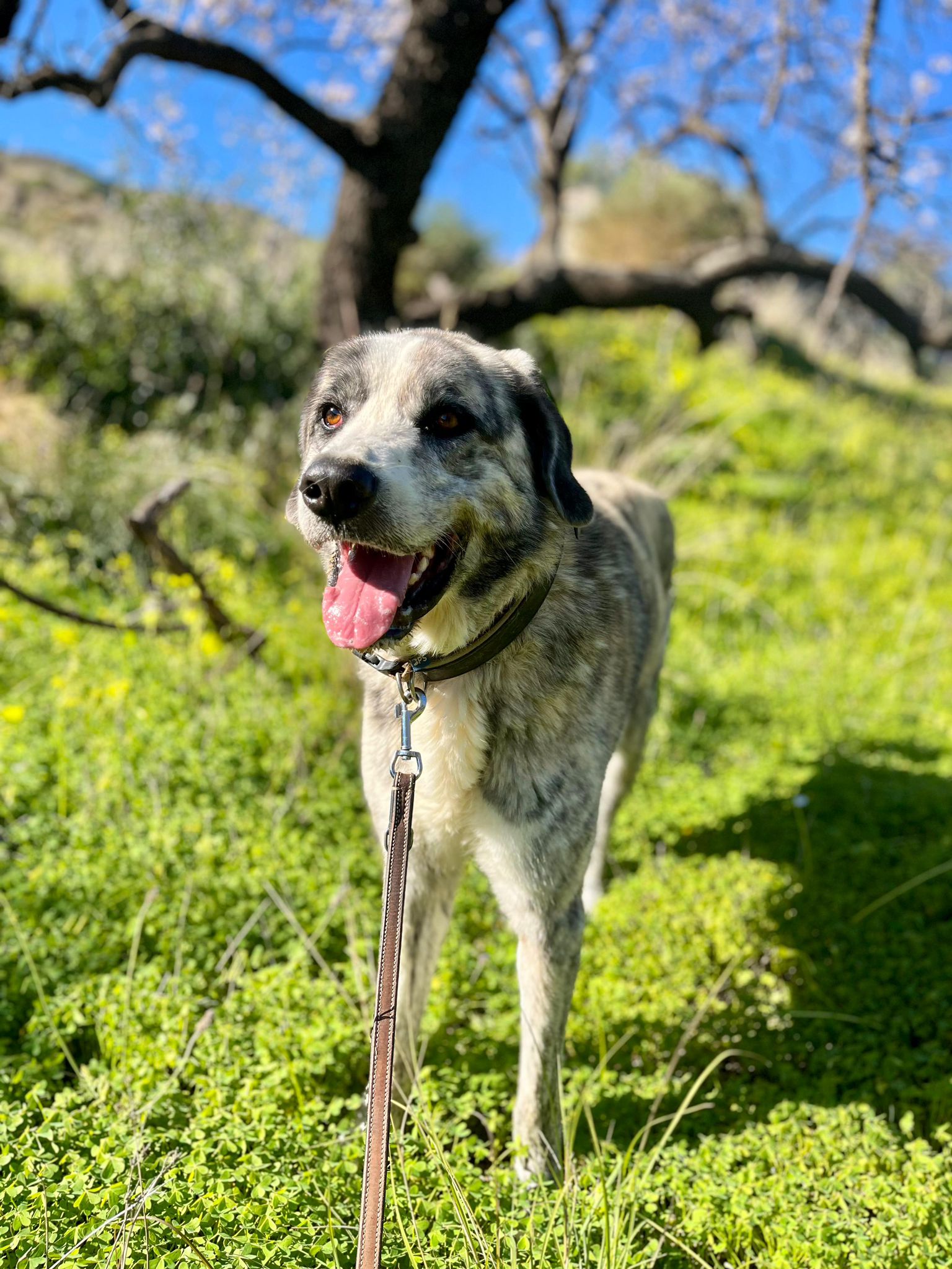 Ka - Mastín Español, Alano Español, Perro Majorero (Bardino Majorero)