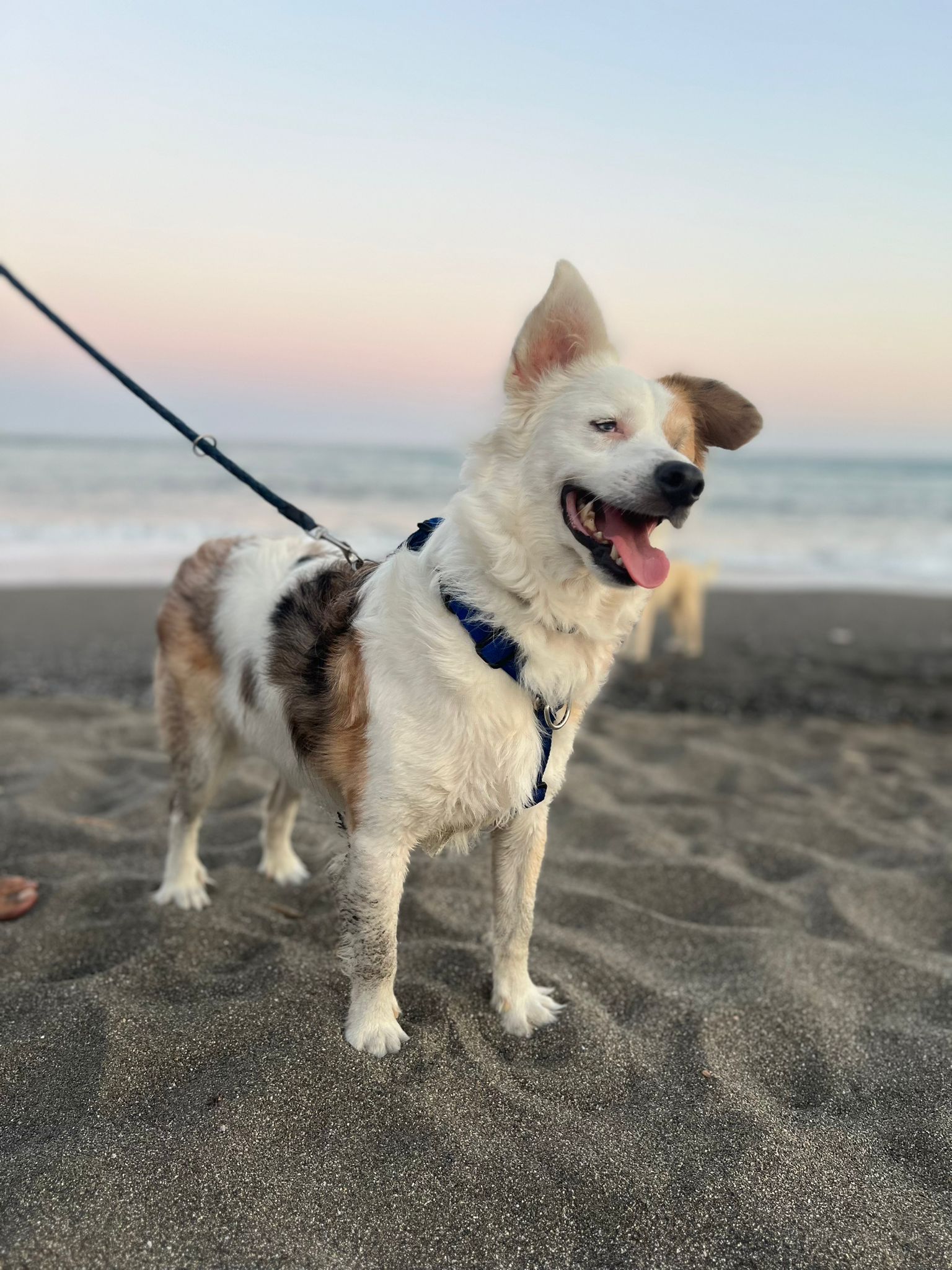 Coco - Border Collie, Pastor Australiano, Podenco Andaluz