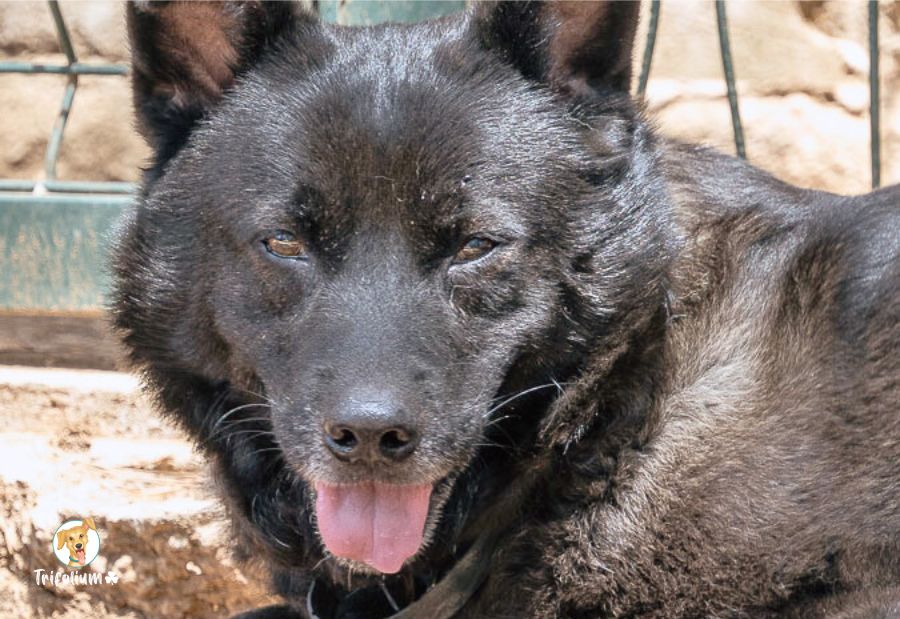 Nuit - Perro Pastor Mallorquín, Pastor Alemán, Akita Americano