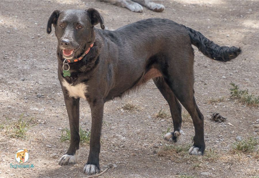 Bambi - Labrador Retriever, Pastor Alemán