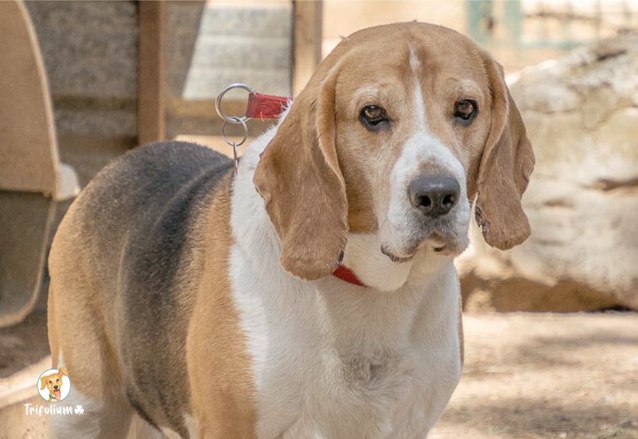 Bitxu - Beagle