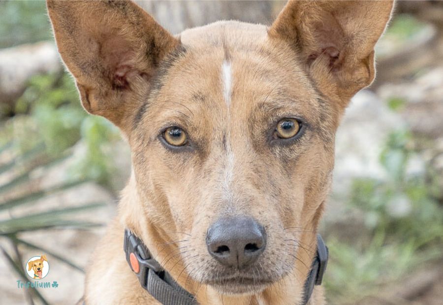 Bubu - Podenco Andaluz, Galgo Español