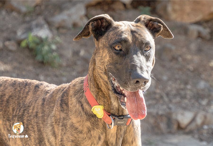 Dylan - Perro Majorero (Bardino Majorero), Alano Español, Dogo Alemán (Gran Danés)
