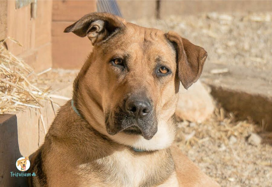 Frida - Mastín Español, Pastor Alemán, Alano Español