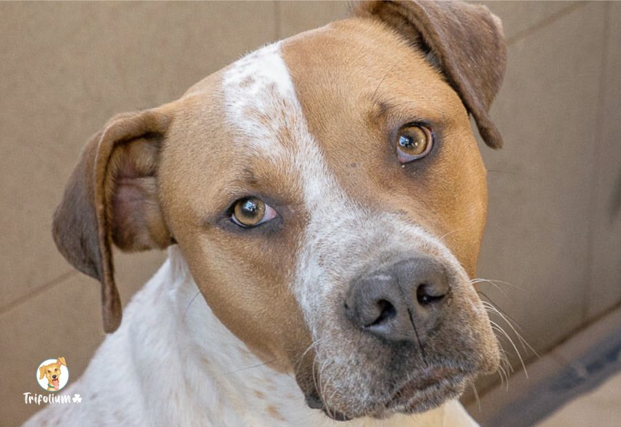 Conde - Alano Español, Staffordshire Terrier Americano