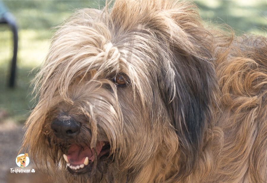 Jack - Collie Barbudo, Pastor Catalán (Gos d'Atura Català), Bobtail