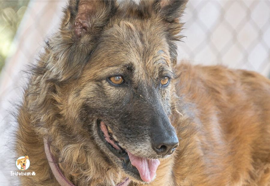 Kala - Pastor Alemán, Pastor Belga (Malinois)