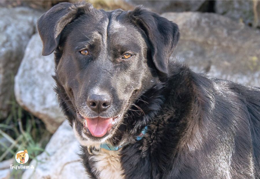 Khalesi - Mastín Español, Labrador Retriever, Perro Pastor Mallorquín