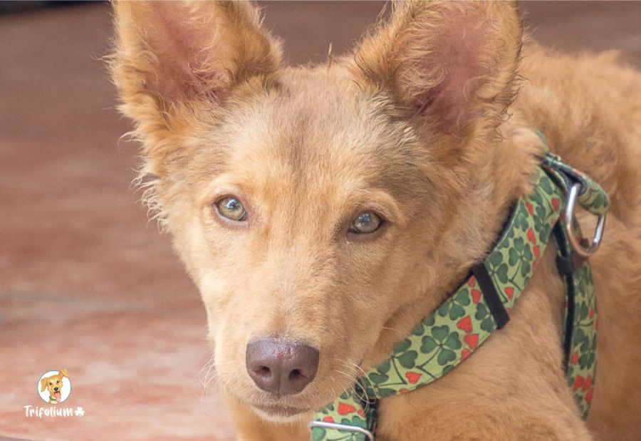 Laguertha - Podenco Andaluz, Pastor Catalán (Gos d'Atura Català)