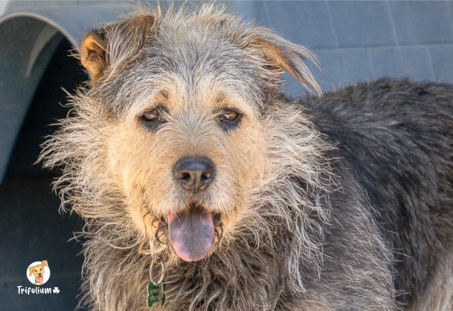 Maca - Pastor Catalán (Gos d'Atura Català), Perro de Agua Español