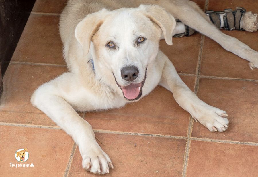 Milo - Mastín Español, Labrador Retriever