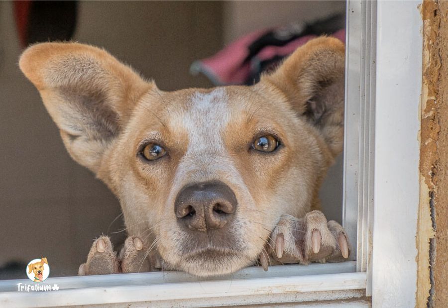 Misha - Canaan Dog, Podenco Andaluz