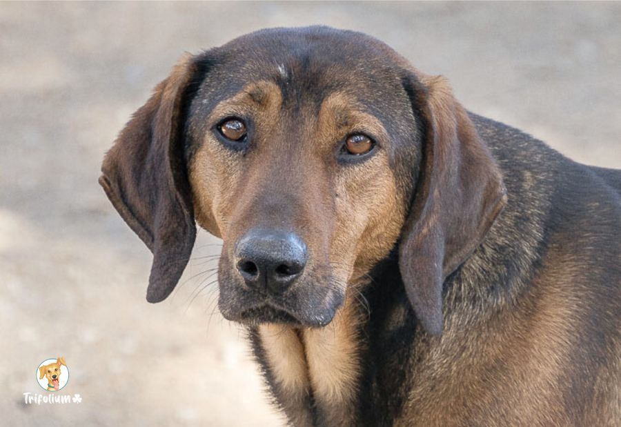 Oscar - Galgo Español