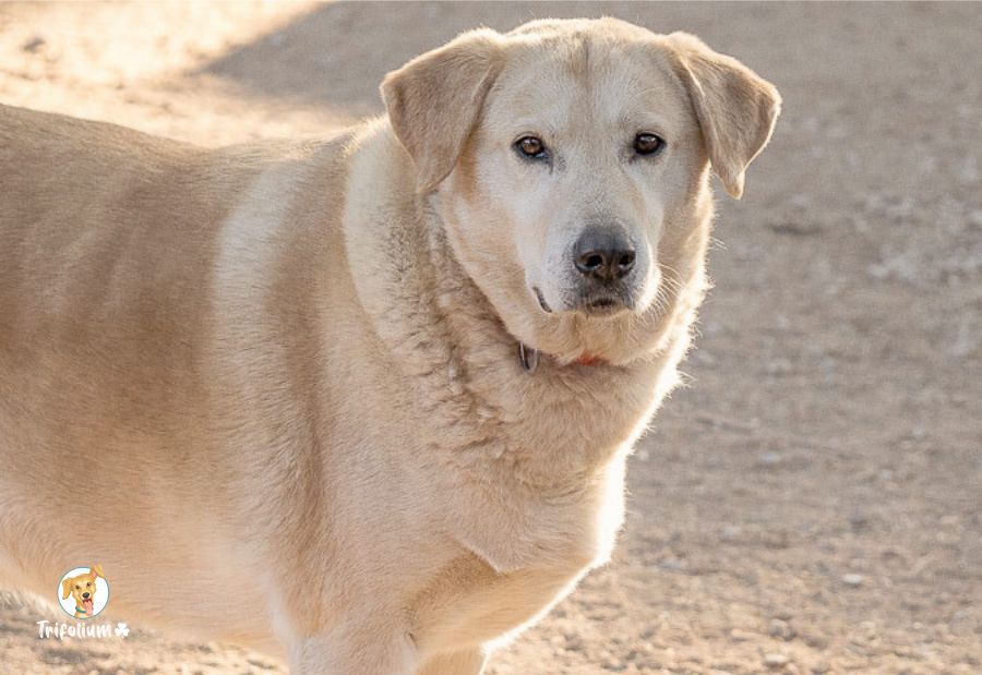 Pluto - Mastín Español, Labrador Retriever