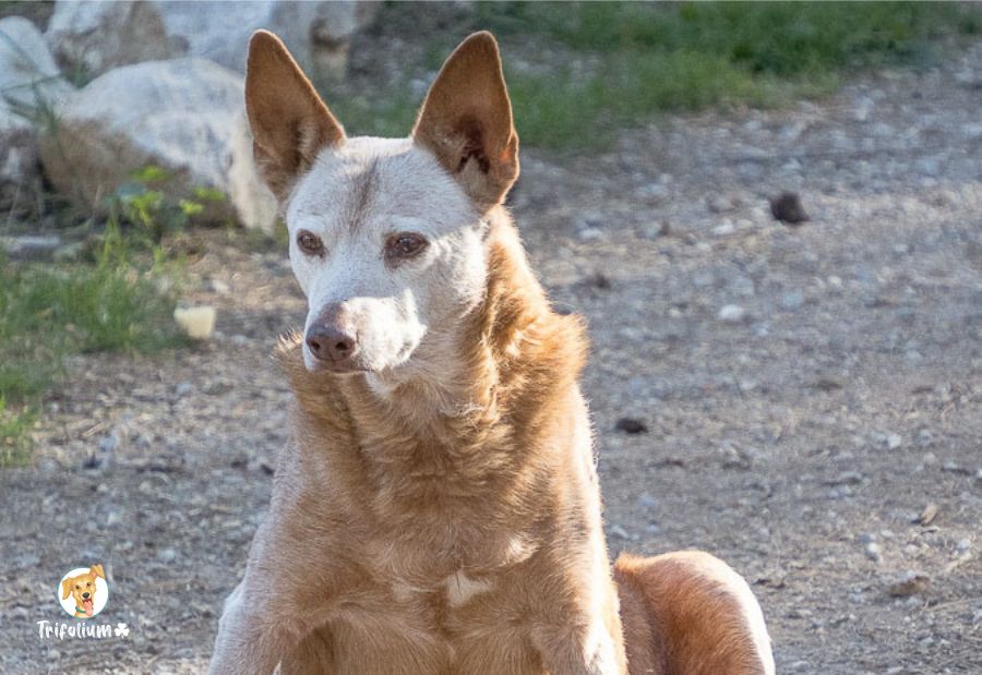 Pot - Podenco Andaluz