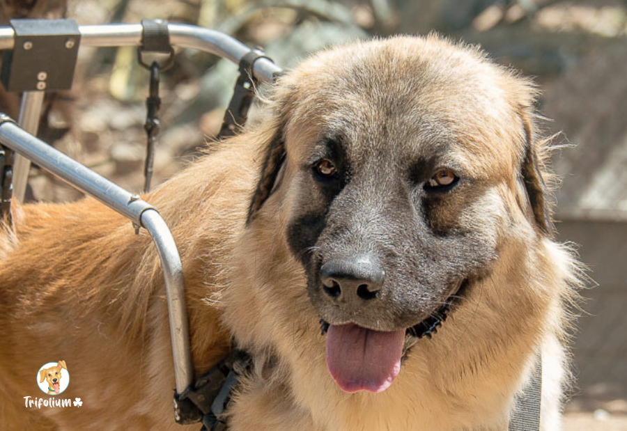 Willy - Leonberger, Mastín Español, Cão da Serra da Estrela