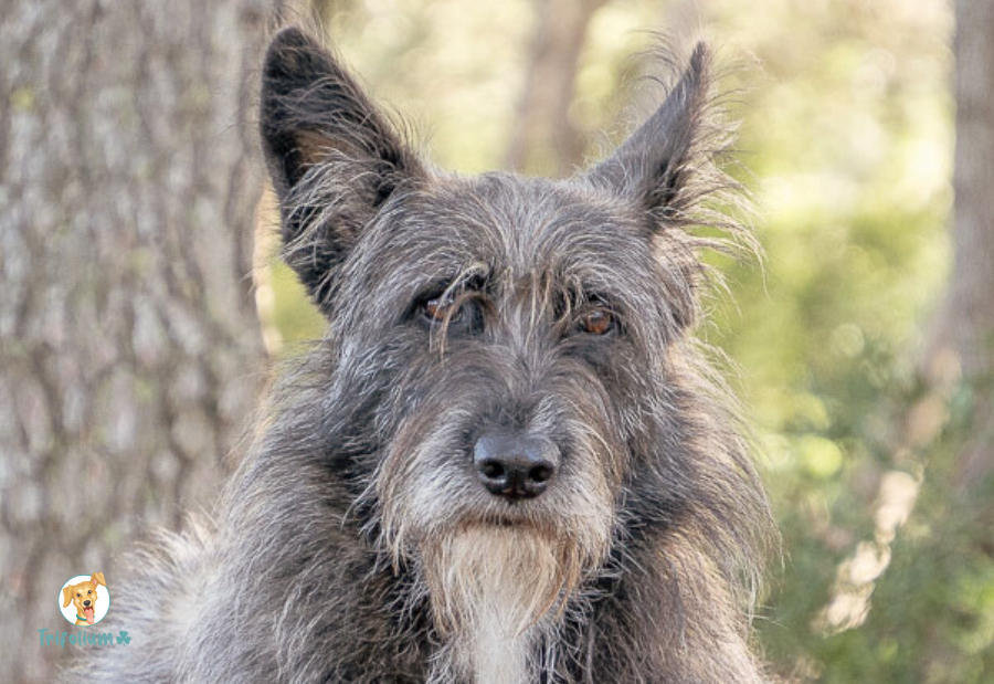 Yuma - Podenco Andaluz, Schnauzer Estándar, Berger Picard