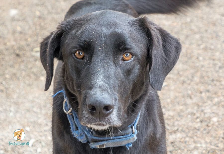 Rocco - Labrador Retriever, Perro Pastor Mallorquín