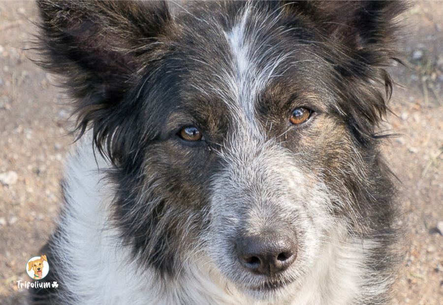 Terra - Border Collie