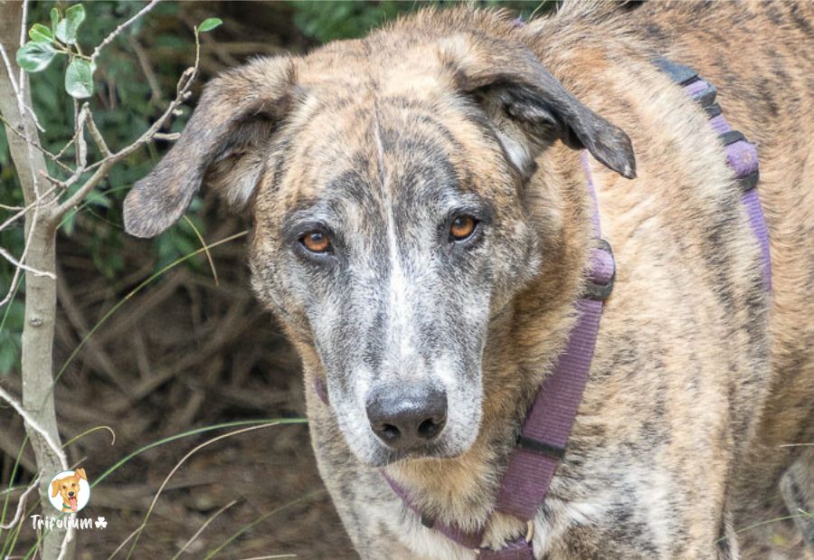 Tiger - Alano Español, Perro Majorero (Bardino Majorero), Mastín Español