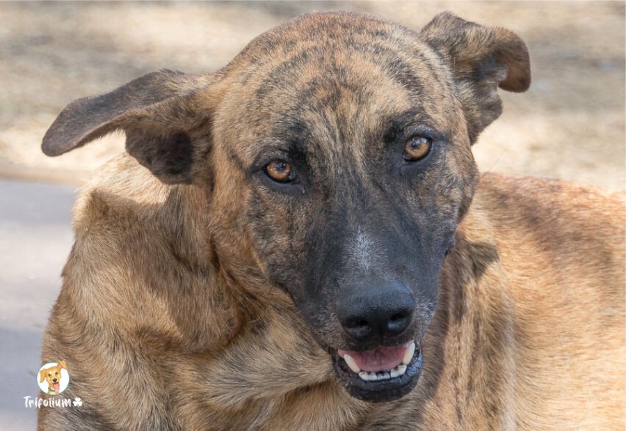 Tito - Perro Majorero (Bardino Majorero), Alano Español