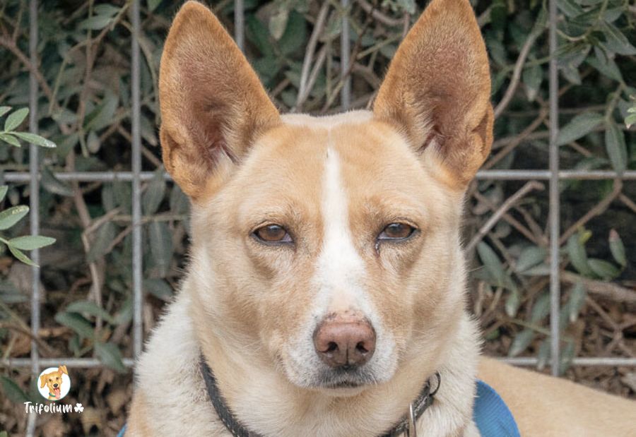 Bica - Podenco Andaluz, Canaan Dog