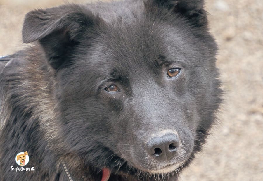 Dante - Pastor Alemán, Border Collie