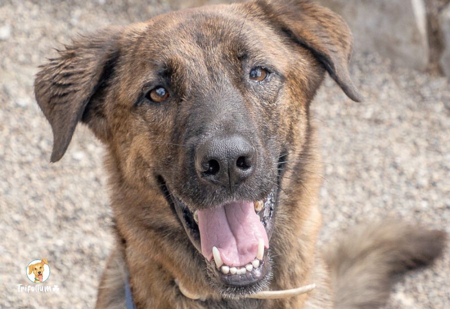 Lennon - Perro Pastor Mallorquín, Pastor Alemán, Alano Español