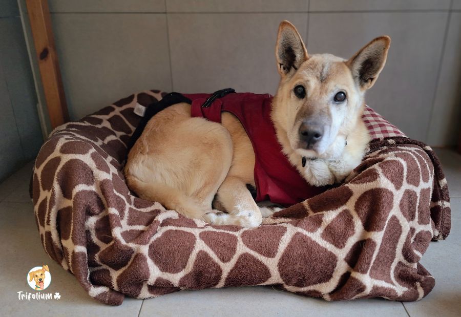 Kimba - Akita Americano, Pastor Alemán