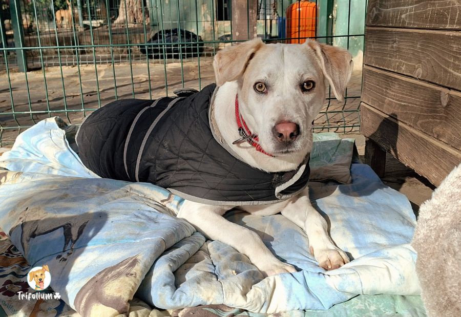 Boliche - Labrador Retriever