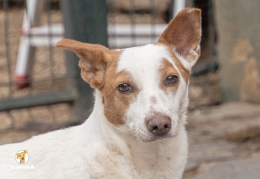 Timón - Podenco Andaluz, Ratonero Bodeguero Andaluz