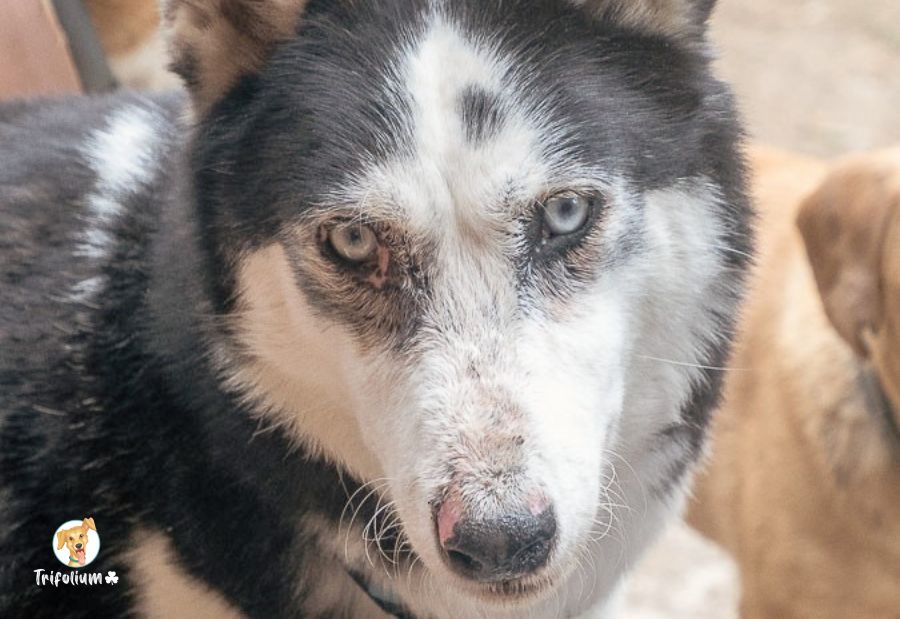 Togo - Husky Siberiano