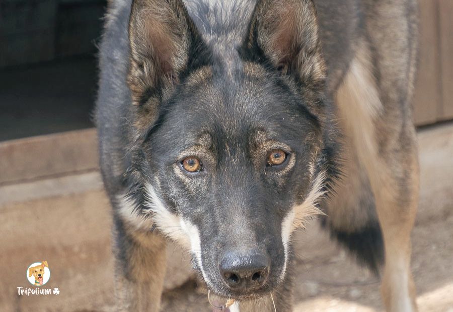 Lua - Perro Lobo Checoslovaco, Pastor Alemán