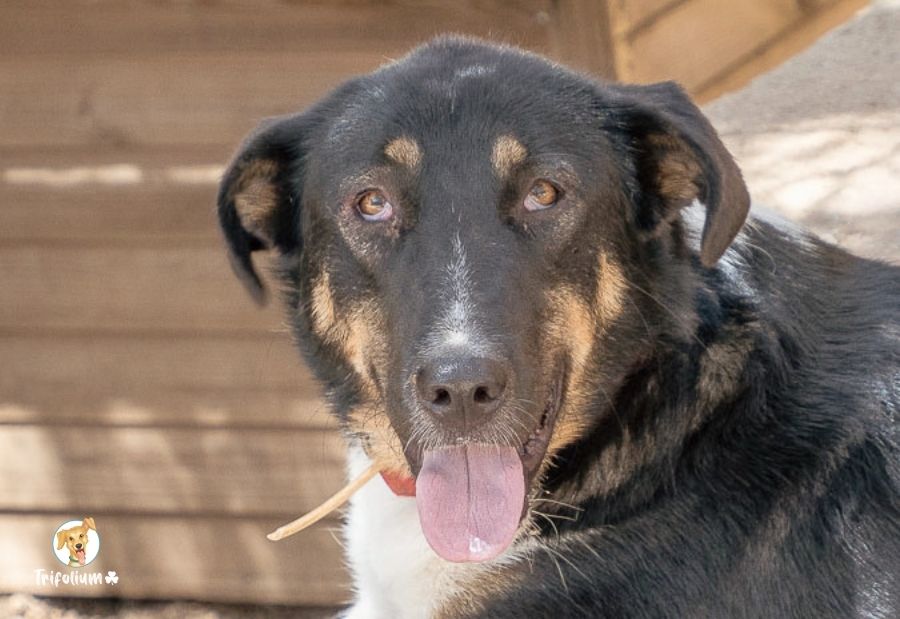 Betty - Pastor Alemán, Beauceron