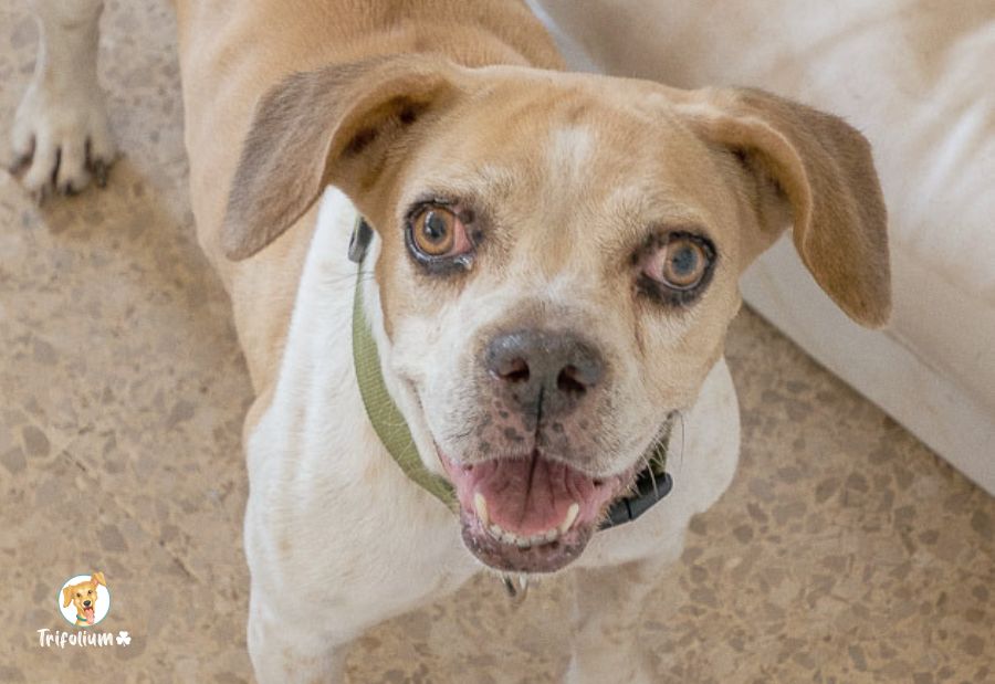 Bella - Beagle, Boxer