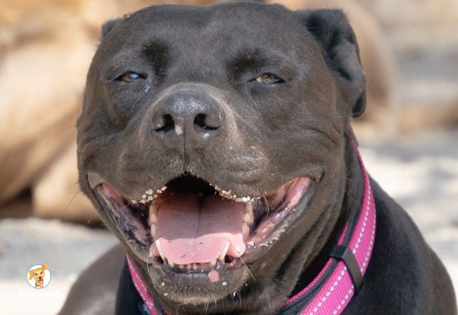Nona - Staffordshire Terrier Americano, Labrador Retriever