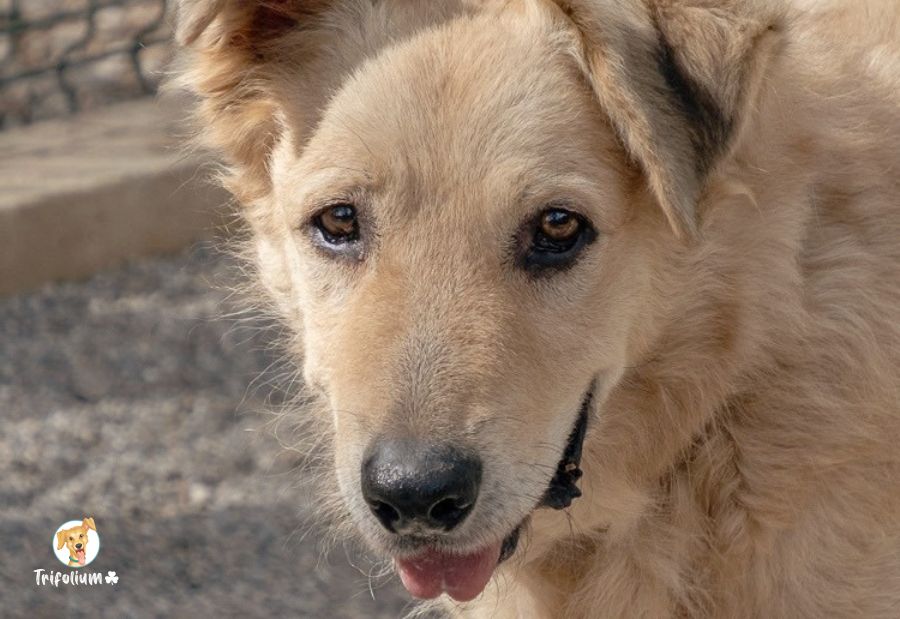 Rubio - Mastín Español, Mastín del Pirineo