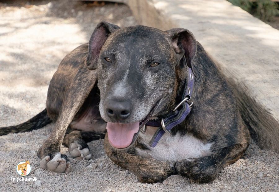 Galgui - Galgo Español, Alano Español