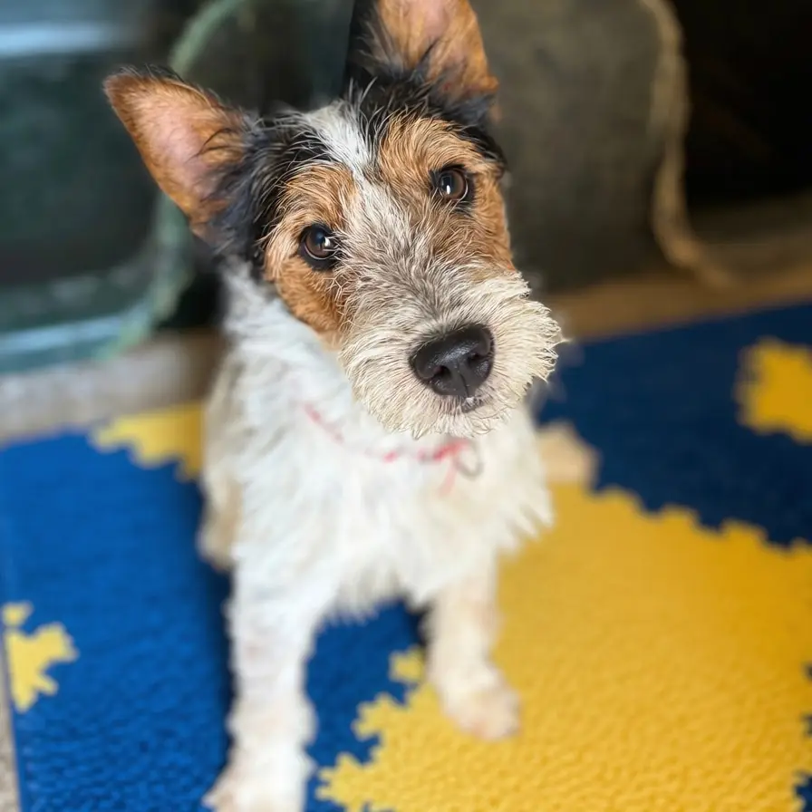 LAZARO reservad o - Fox Terrier (Pelo Duro), Jack Russell Terrier, Parson Russell Terrier