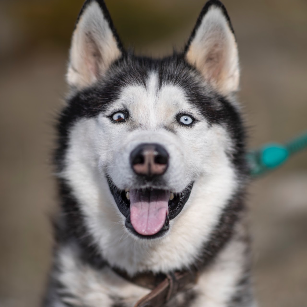 Kobe Bryant - Husky Siberiano, Alaskan Malamute