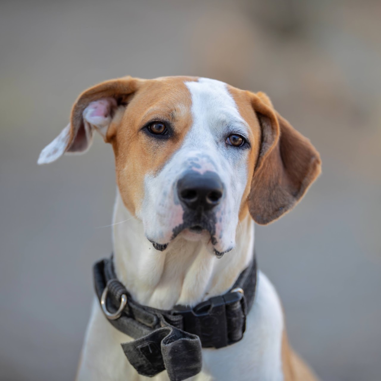 Donald - Mastín Español, Ratonero Bodeguero Andaluz