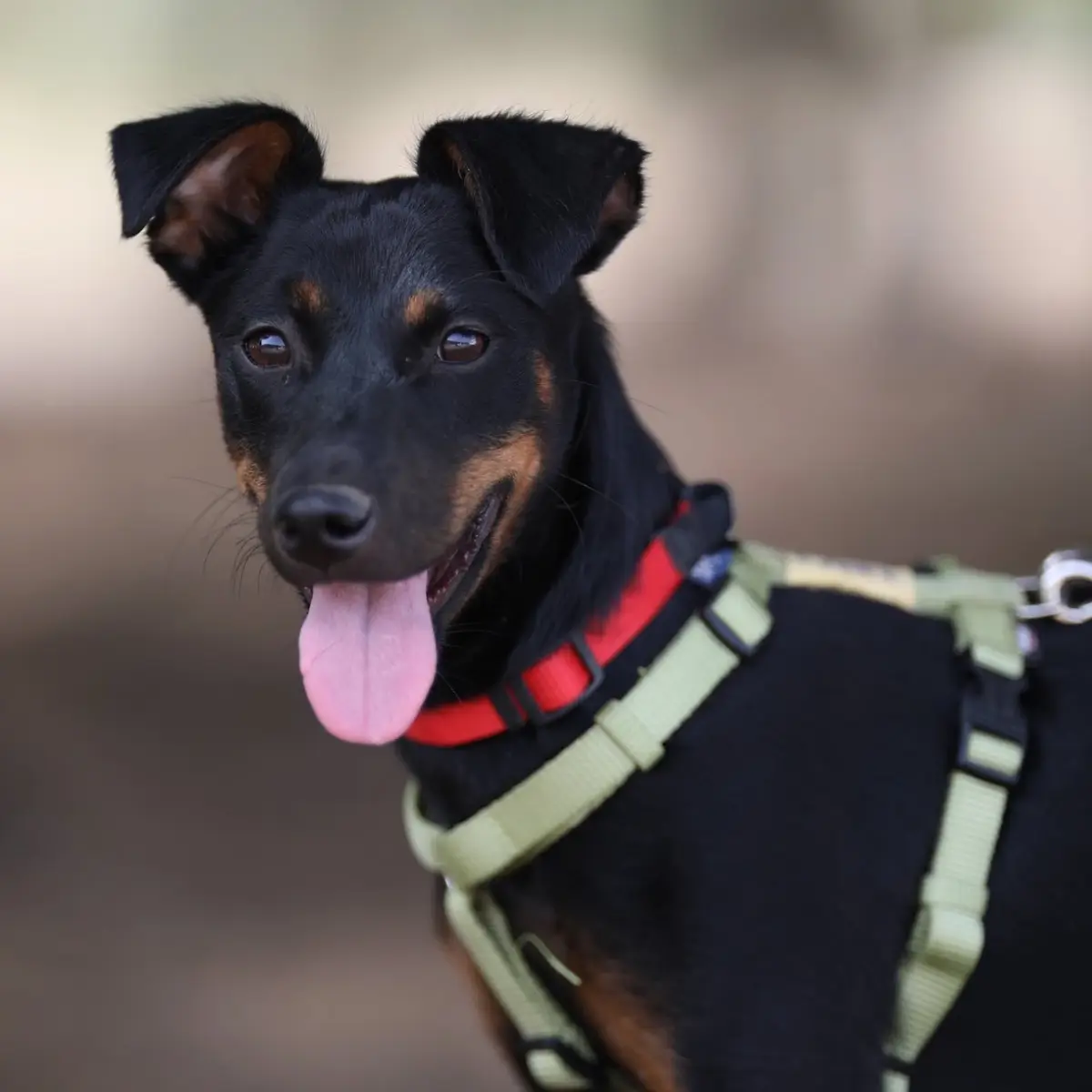 Mirlo - Pinscher Miniatura, Ratonero Valenciano, Manchester Terrier