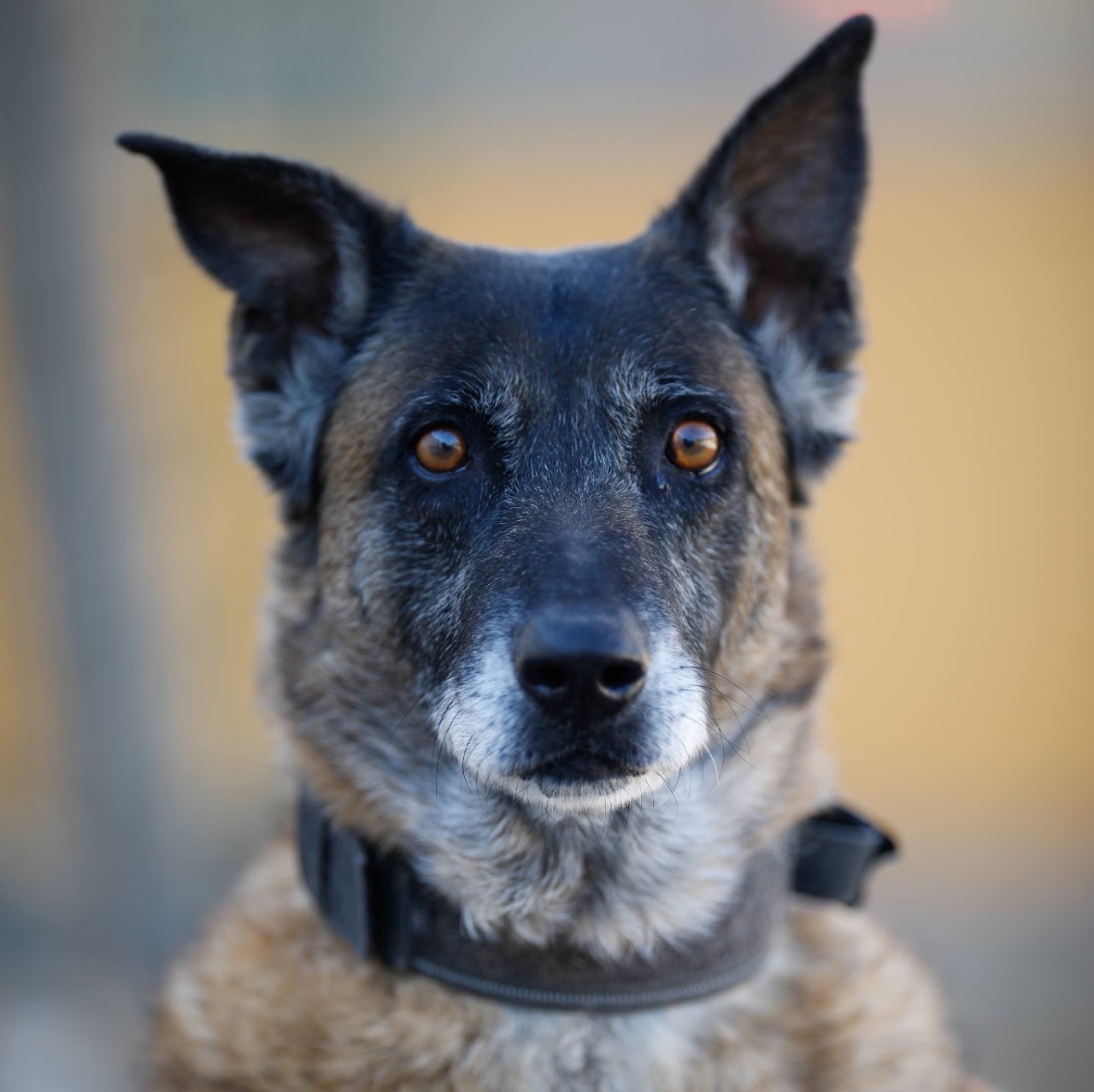 Luigi - Podenco Andaluz, Pastor Alemán